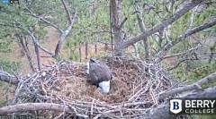 2021-12-11 21_19_22-Berry College Eagle Cam 2021 – Kinza.jpg