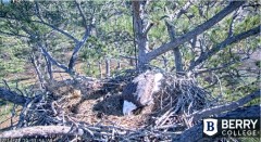 2021-12-14 20_12_59-Berry College Eagle Cam 2021 – Kinza.jpg