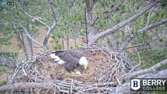 2021-12-25 20_07_38-Berry College Eagle Cam 2021 – Kinza.jpg