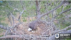 2021-12-26 19_34_24-Berry College Eagle Cam 2021 – Kinza.jpg