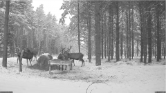 2021_12_28_08_08_23_Hirvekaamera_Saaremaal_Deer_camera_in_Saaremaa_Estonia_Cervus_elaphus_YouT.png