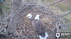 2022-01-01 20_58_01-Berry College Eagle Cam 2021 – Kinza.jpg