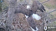 2022-01-01 20_58_58-Berry College Eagle Cam 2021 – Kinza.jpg