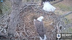 2022-01-01 20_58_09-Berry College Eagle Cam 2021 – Kinza.jpg