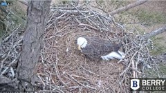 2022-01-01 20_59_44-Berry College Eagle Cam 2021 – Kinza.jpg