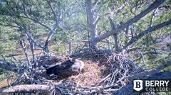 2022-01-04 20_44_27-Berry College Eagle Cam 2022 – Kinza.jpg