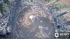 2022-01-04 20_46_56-Berry College Eagle Cam 2022 – Kinza.jpg