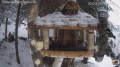 2022_01_07_09_28_11_Hrănitoarea_păsărilor_sălbatice_Wild_bird_feeder_YouTube_Mozilla_Firefox.png