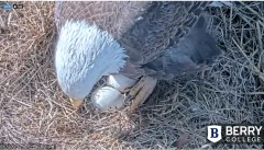 2022-01-07 20_08_13-Berry College Eagle Cam 2022 – Kinza.jpg