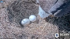 2022-01-08 19_28_32-Berry College Eagle Cam 2022 – Kinza.jpg