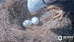 2022-01-08 19_28_58-Berry College Eagle Cam 2022 – Kinza.jpg