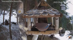 2022_01_11_19_16_00_Hrănitoarea_păsărilor_sălbatice_Wild_bird_feeder_YouTube_Mozilla_Firefox.png