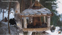 2022_01_12_16_22_39_Hrănitoarea_păsărilor_sălbatice_Wild_bird_feeder_YouTube_Mozilla_Firefox.png