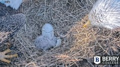 2022-01-13 19_00_21-Berry College Eagle Cam 2022 – Kinza.jpg