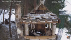 2022_01_18_12_23_45_Hrănitoarea_păsărilor_sălbatice_Wild_bird_feeder_YouTube_Mozilla_Firefox.png