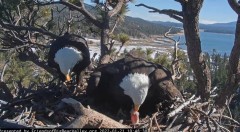 2022-01-21 20_17_55-Big Bear Bald Eagle Live Nest Cam - YouTube – Kinza.jpg