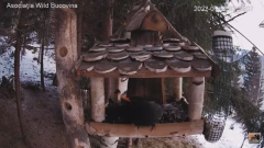 2022_01_22_09_13_51_Hrănitoarea_păsărilor_sălbatice_Wild_bird_feeder_YouTube_Mozilla_Firefox.png