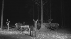 2022_01_22_17_00_21_Hirvekaamera_Saaremaal_Deer_camera_in_Saaremaa_Estonia_Cervus_elaphus_YouT.png