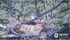 2022-01-23 19_29_51-Berry College Eagle Cam 2022 – Kinza.jpg