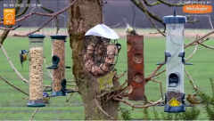 2022_02_09_15_59_37_LIVE_Tree_Bird_Feeder_Cam_Recke_Germany_YouTube_Mozilla_Firefox.png