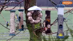 2022_02_21_16_38_58_LIVE_Tree_Bird_Feeder_Cam_Recke_Germany_YouTube_Mozilla_Firefox.png