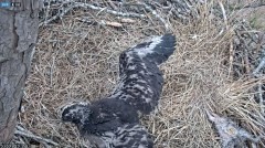 2022-02-22 21_18_09-Berry College Eagle Cam 2022 – Kinza.jpg