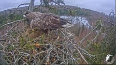 2022-03-09 14_15_56-Jūras ērgļi (Haliaeetus albicilla) Durbē - LDF tiešraide __ White-tailed eagles,.jpg