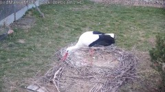 2022-03-19 17_50_52-BirdMania - WebCam-1 - YouTube – Kinza.jpg