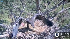 2022-03-24 21_57_32-Berry College Eagle Cam 2022 – Kinza.jpg