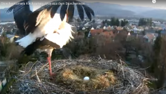 2022_03_25_08_19_33_Storchennest_Kirchzarten_regiowebcam_Mozilla_Firefox.png