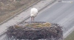 2022-04-02 17_45_22-Gniazdo Bocianie w Czarnej - kamera na żywo – Kinza.jpg