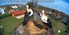 2022-04-13 13_22_18-Gniazdo bociana Klekusiowo kamera na żywo WebCamera.pl oglądaj – Kinza.jpg