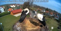 2022-04-13 13_22_39-Gniazdo bociana Klekusiowo kamera na żywo WebCamera.pl oglądaj – Kinza.jpg