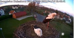 2022-04-16 19_49_10-Gniazdo bociana Klekusiowo kamera na żywo WebCamera.pl oglądaj – Kinza.jpg