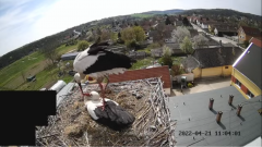 2022_04_21_12_10_38_1_LIVE_Nest_Cam_White_Storks_Ságvár_Hungary_YouTube_Mozilla_Firefox.png