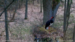 2022_04_27_12_01_41_2_Bocian_czarny_Online_Puszcza_Notecka_Black_stork_Online_Notecka_Forest_Y.png