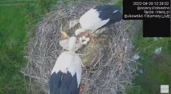 2022-04-29 18_49_30-#Bociany na żywo, POBIEDNO, IP Camera #Stork #LIVE, #stork #nest #Online subskry.jpg