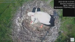 2022-05-09 19_48_10-#Bociany na żywo, POBIEDNO, IP Camera #Stork #LIVE, #stork #nest #Online subskry.jpg