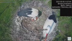 2022-05-09 19_51_05-#Bociany na żywo, POBIEDNO, IP Camera #Stork #LIVE, #stork #nest #Online subskry.jpg