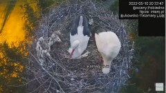 2022-05-10 21_26_37-#Bociany na żywo, POBIEDNO, IP Camera #Stork #LIVE, #stork #nest #Online subskry.jpg