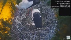 2022-05-10 21_28_41-#Bociany na żywo, POBIEDNO, IP Camera #Stork #LIVE, #stork #nest #Online subskry.jpg