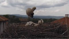 2022-05-28 21_11_26-Камера предава на живо от гнездо на щъркели в село Драгушиново_Camera from a sto.jpg