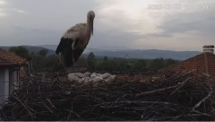 2022-05-28 21_12_21-Камера предава на живо от гнездо на щъркели в село Драгушиново_Camera from a sto.jpg