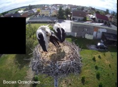 2022-05-28 23_06_22-Bocian Wojtek i jego rodzinka z Orzechowa - Żerkowsko-Czeszewski Park Krajobrazo.jpg