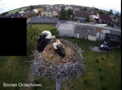 2022-05-28 23_06_46-Bocian Wojtek i jego rodzinka z Orzechowa - Żerkowsko-Czeszewski Park Krajobrazo.jpg