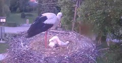 2022-06-02 20_04_46-Gniazdo bociana Tyrawa Wołoska - kamera na żywo WebCamera.pl – Kinza.jpg