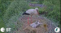 2022-06-03 23_04_24-Baltie stārķi (Ciconia ciconia) Tukuma novadā - LDF tiešraide __ White storks in.jpg