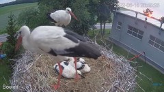 2022-06-16 21_00_02-#Bociany na żywo - #kamera na #gniazdo pod Zambrowem #WhiteStork #nest #livecam .jpg