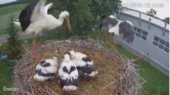 2022-06-21 22_16_42-#Bociany na żywo - #kamera na #gniazdo pod Zambrowem #WhiteStork #nest #livecam .jpg