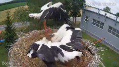 2022-07-12 21_24_14-#Bociany na żywo - #kamera na #gniazdo pod Zambrowem #WhiteStork #nest #livecam .jpg